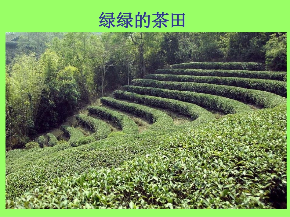 青岛版三年级科学土壤与植物PPT课件_第3页