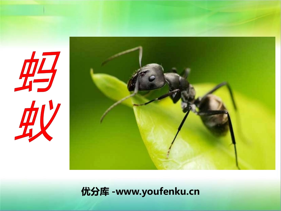 青岛版三年级科学蚂蚁PPT课件_第1页