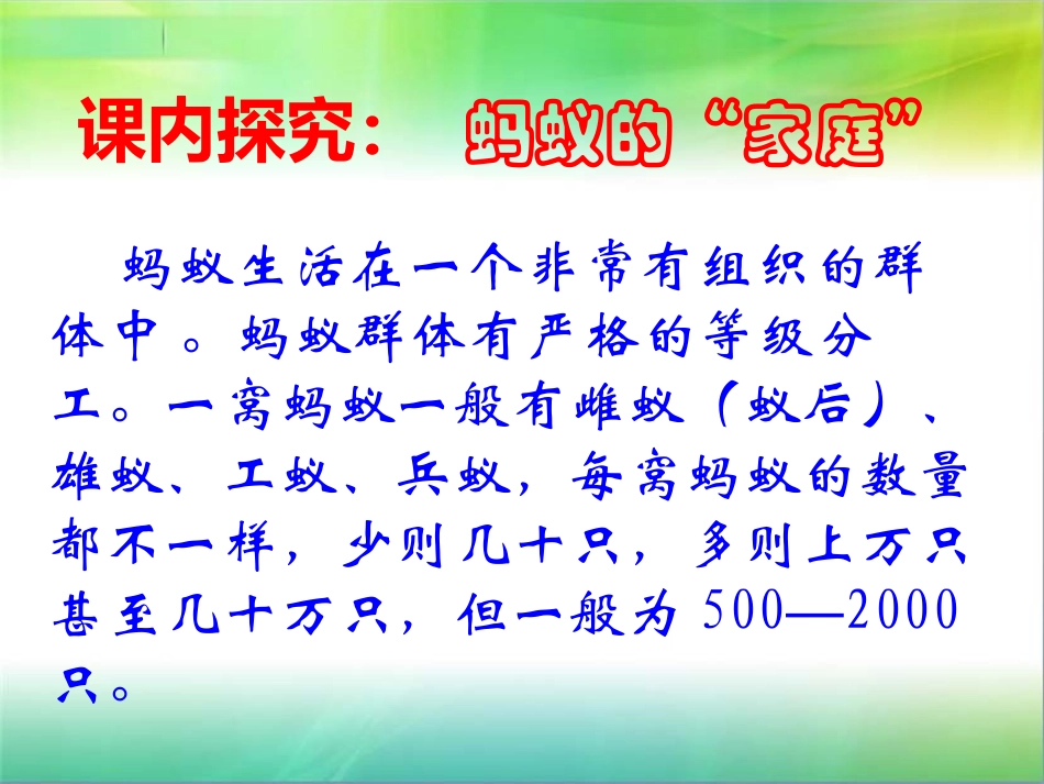 青岛版三年级科学蚂蚁PPT课件_第3页