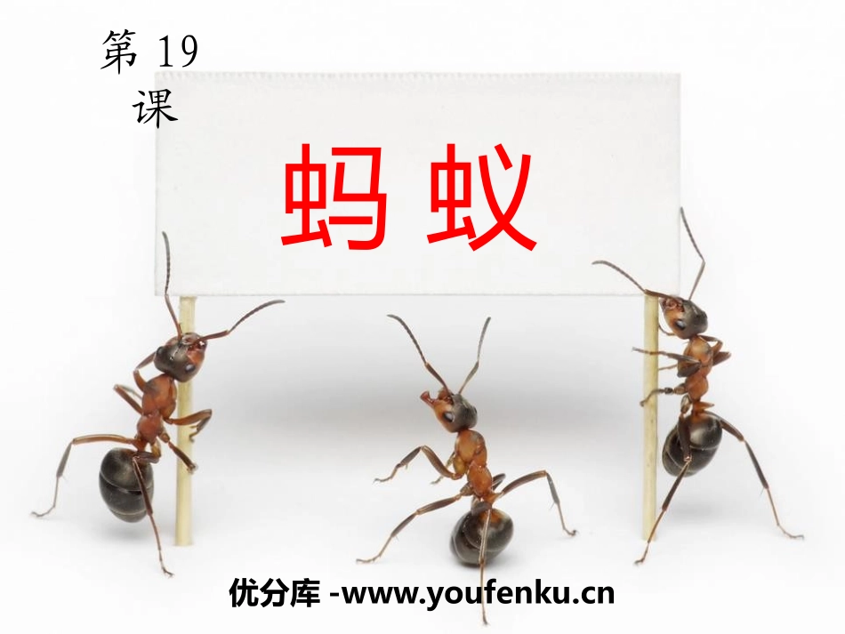 青岛版三年级科学蚂蚁PPT课件_第1页