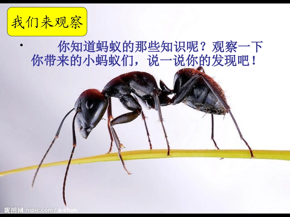 青岛版三年级科学蚂蚁PPT课件_第3页