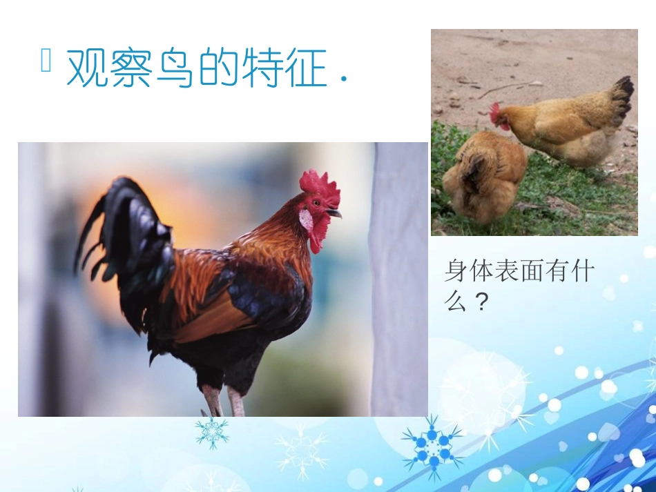 青岛版三年级科学它们都是鸟PPT课件_第1页