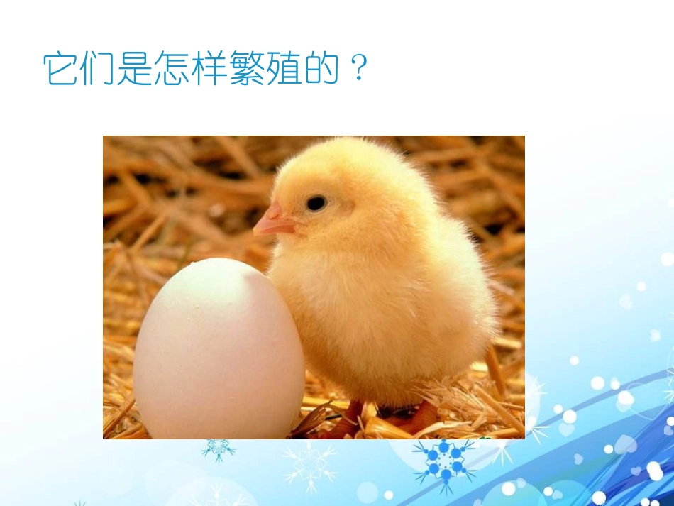 青岛版三年级科学它们都是鸟PPT课件_第2页