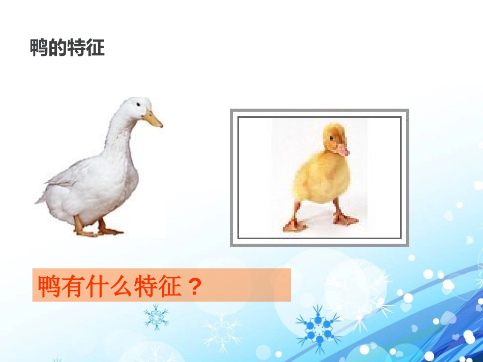 青岛版三年级科学它们都是鸟PPT课件_第3页