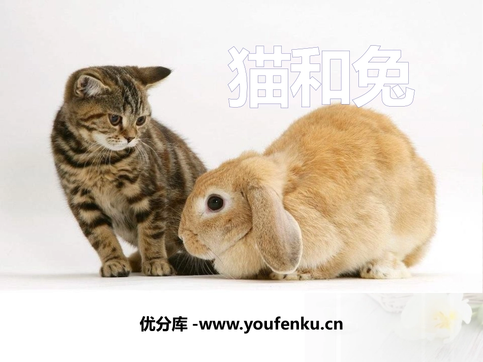 青岛版三年级科学猫和兔PPT课件_第1页