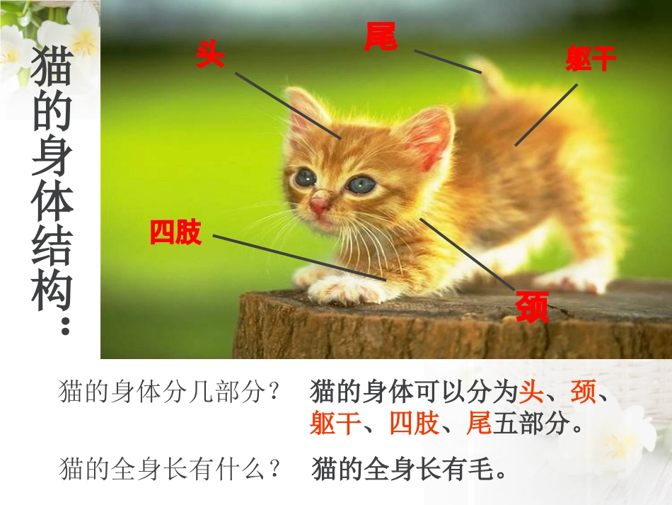 青岛版三年级科学猫和兔PPT课件_第3页