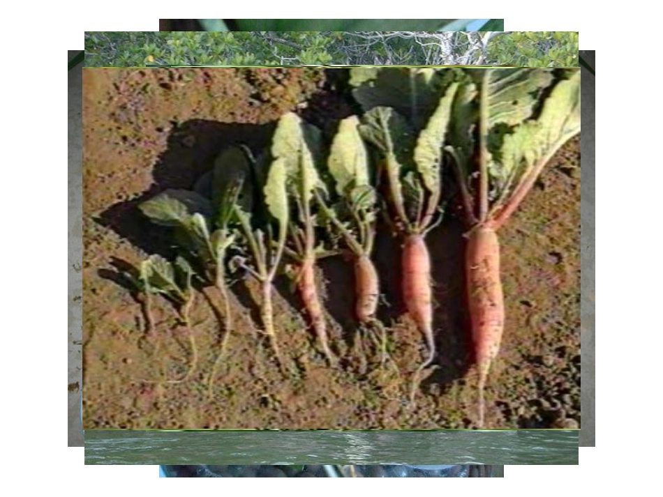 青岛版四年级科学植物的根PPT课件_第2页