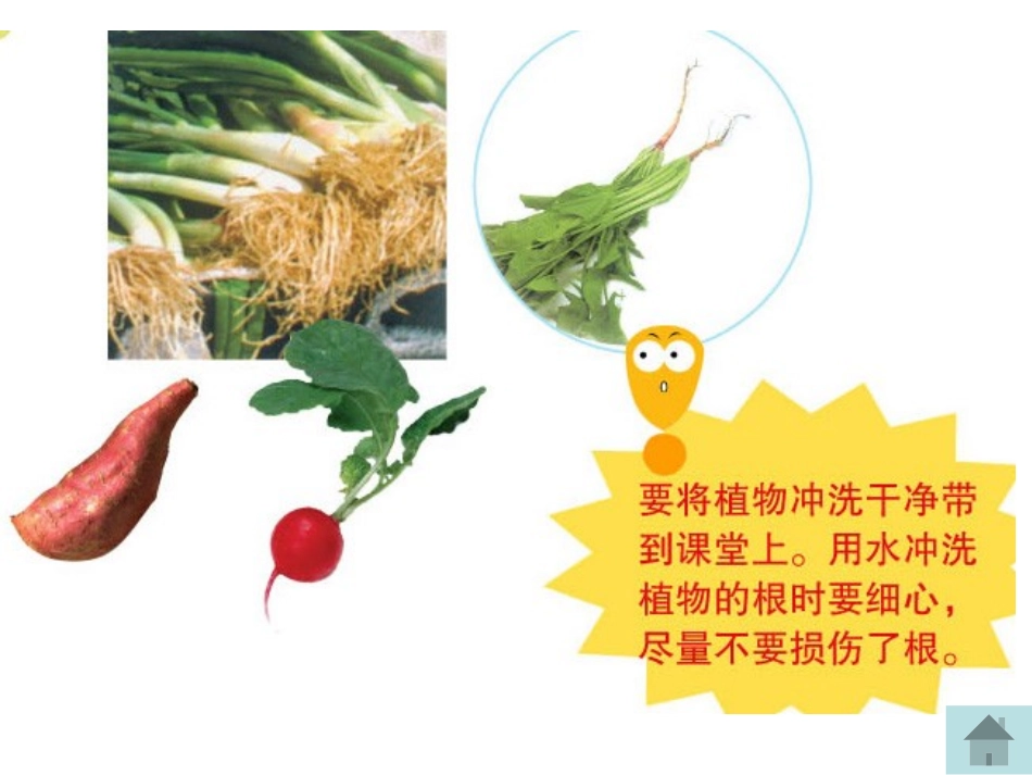 青岛版四年级科学植物的根PPT课件_第3页