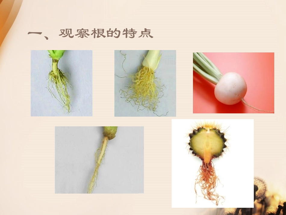 青岛版四年级科学植物的根PPT课件_第2页