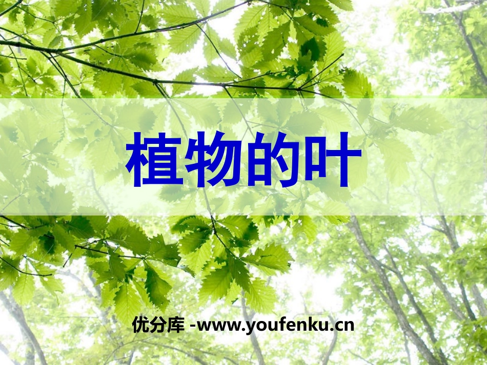 青岛版四年级科学植物的叶PPT课件_第1页
