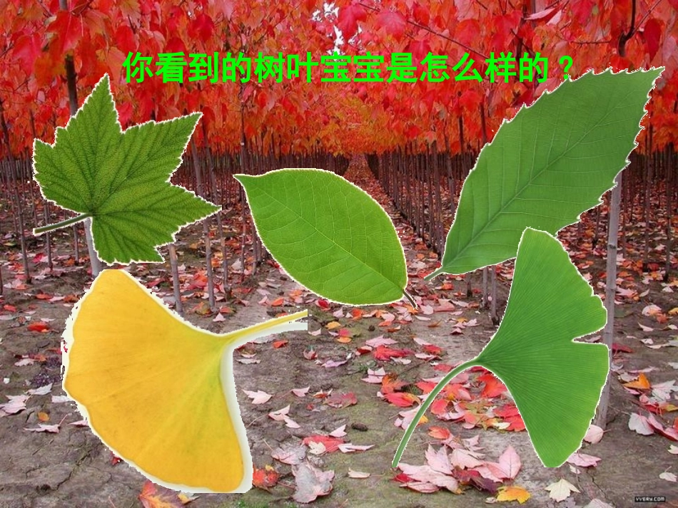 青岛版四年级科学植物的叶PPT课件_第2页