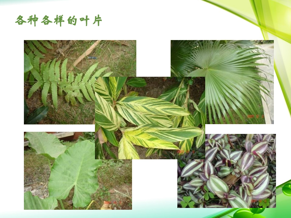 青岛版四年级科学植物的叶PPT课件_第1页