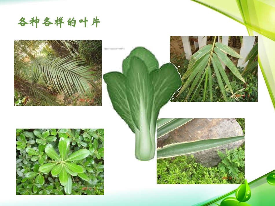 青岛版四年级科学植物的叶PPT课件_第2页