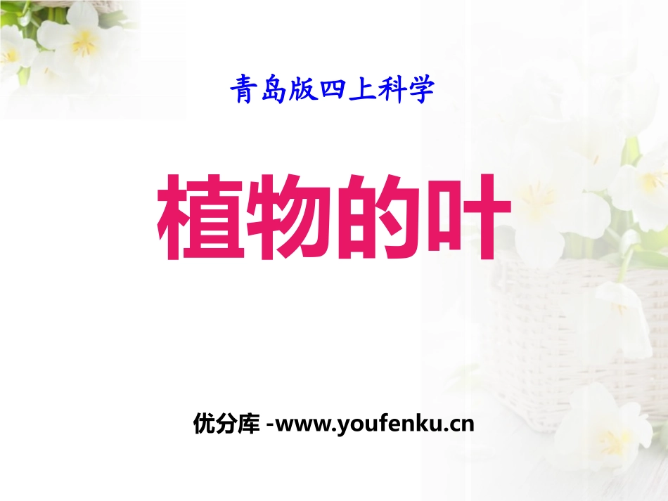 青岛版四年级科学植物的叶PPT课件_第1页