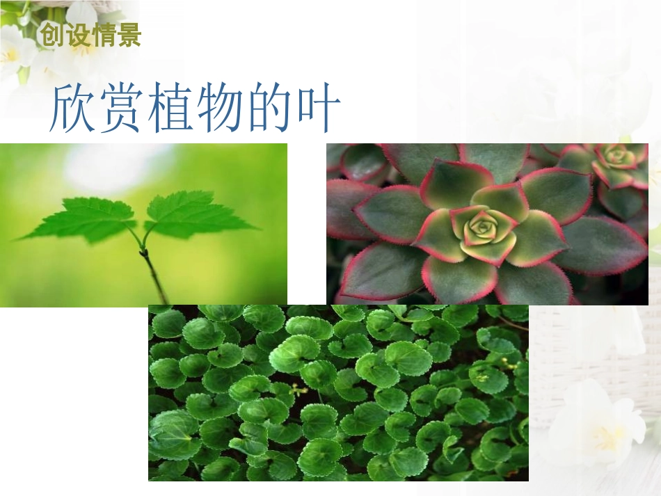 青岛版四年级科学植物的叶PPT课件_第2页