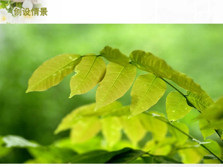 青岛版四年级科学植物的叶PPT课件_第3页