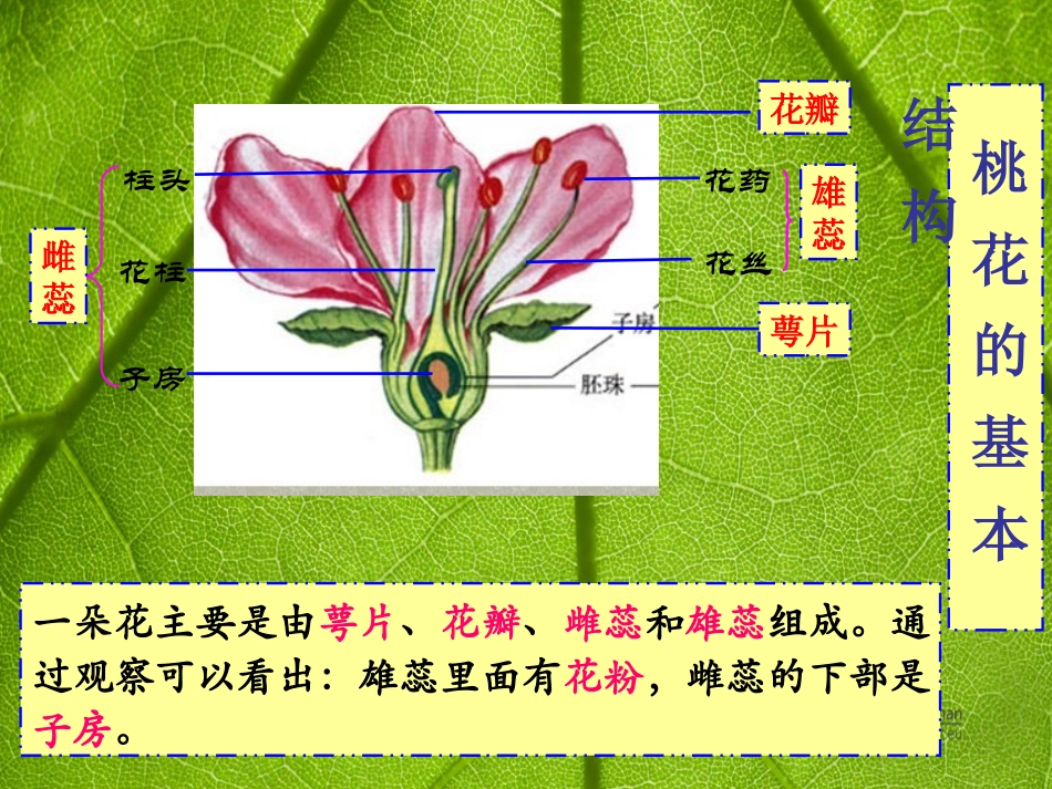 青岛版四年级科学植物的花和果实PPT课件_第2页