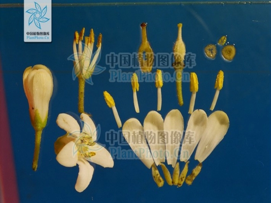 《植物的花和果实》PPT课件[青岛版四年级科学上册]_第3页