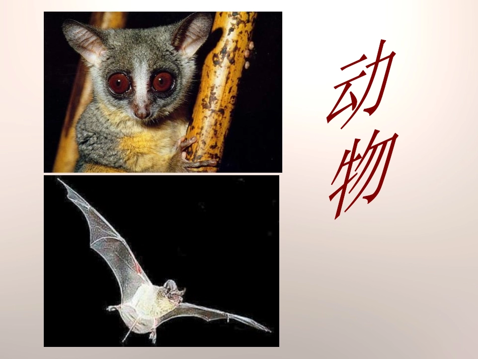 《昼夜与生物》PPT课件[青岛版四年级科学下册]_第2页