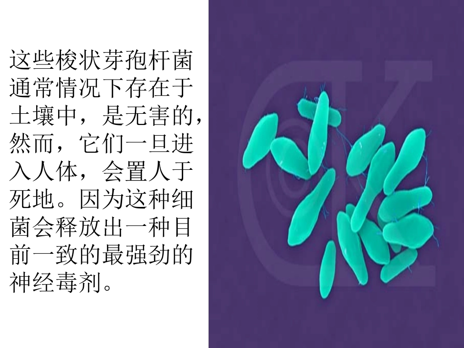 《细菌》PPT课件[青岛版五年级科学上册]_第2页