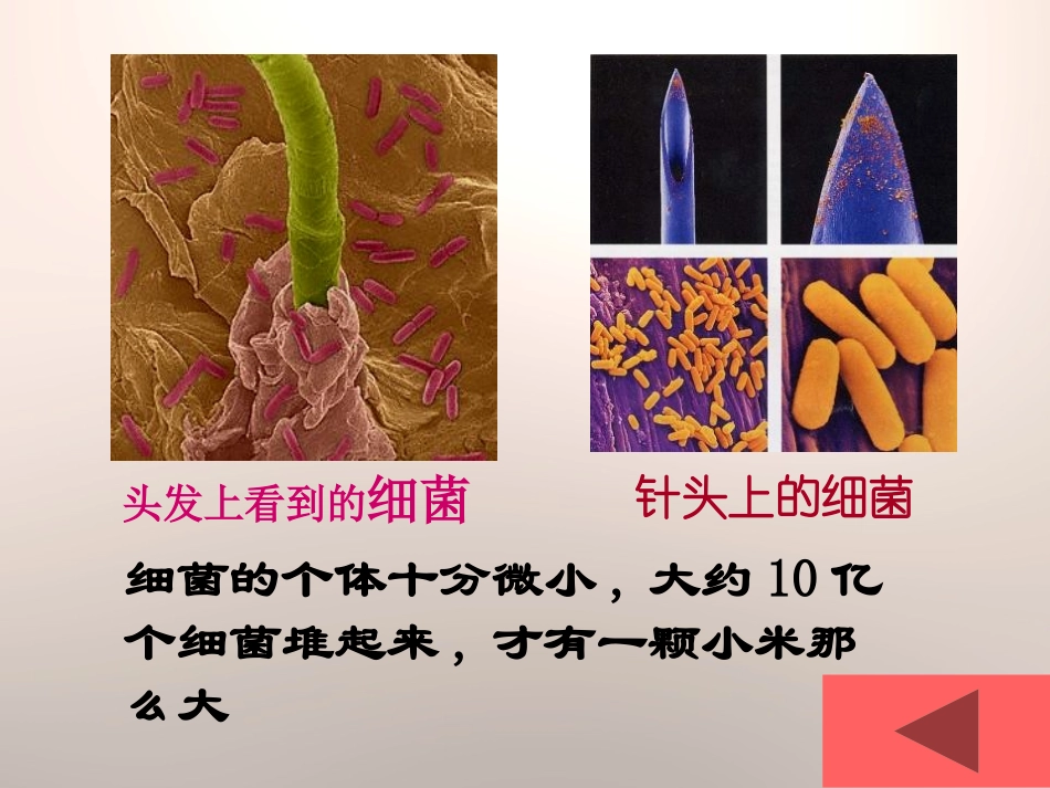 《细菌》PPT课件[青岛版五年级科学上册]_第2页