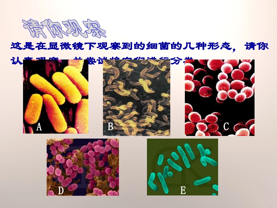 《细菌》PPT课件[青岛版五年级科学上册]_第3页