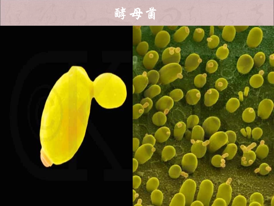 《真菌》PPT课件[青岛版五年级科学上册]_第2页