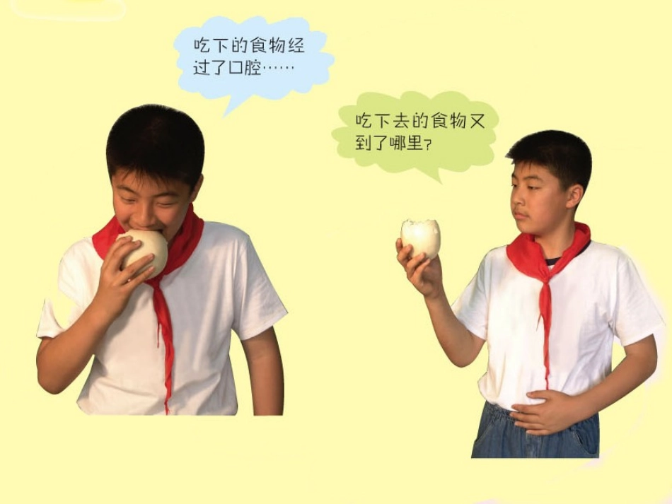 《食物到哪里去了》PPT课件[青岛版五年级科学上册]_第2页