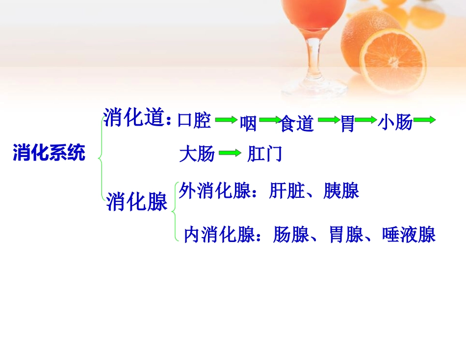《食物到哪里去了》PPT课件[青岛版五年级科学上册]_第3页
