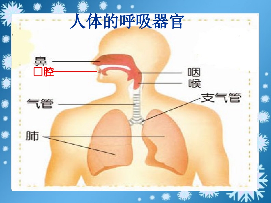 《我们的呼吸》PPT课件[青岛版五年级科学上册]_第2页