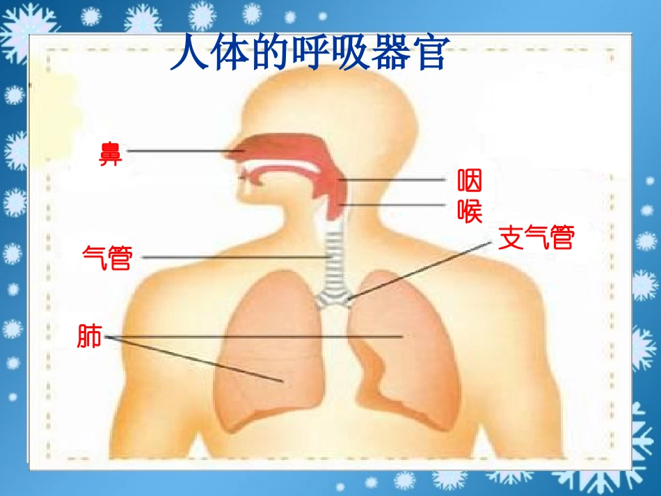 《我们的呼吸》PPT课件[青岛版五年级科学上册]_第3页