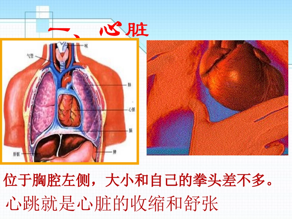 《心脏和血管》PPT课件[青岛版五年级科学上册]_第3页