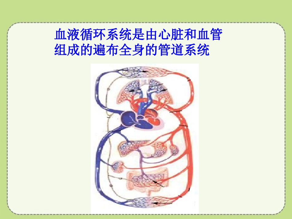 《心脏和血管》PPT课件[青岛版五年级科学上册]_第2页