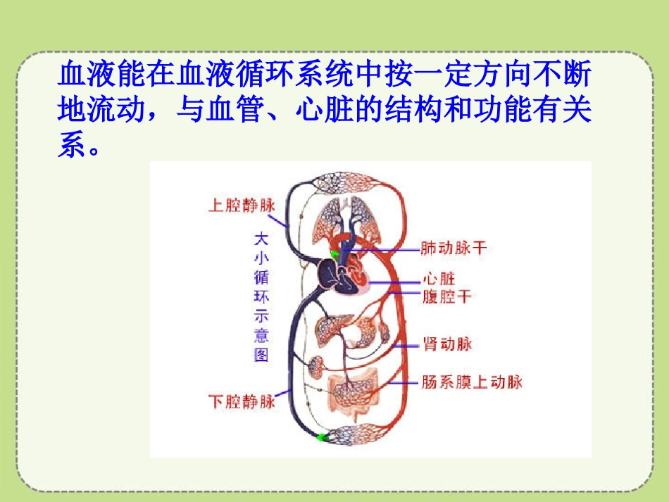 《心脏和血管》PPT课件[青岛版五年级科学上册]_第3页