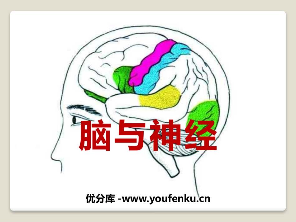 《脑与神经》PPT课件[青岛版五年级科学上册]_第1页