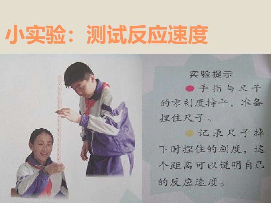 《脑与神经》PPT课件[青岛版五年级科学上册]_第3页
