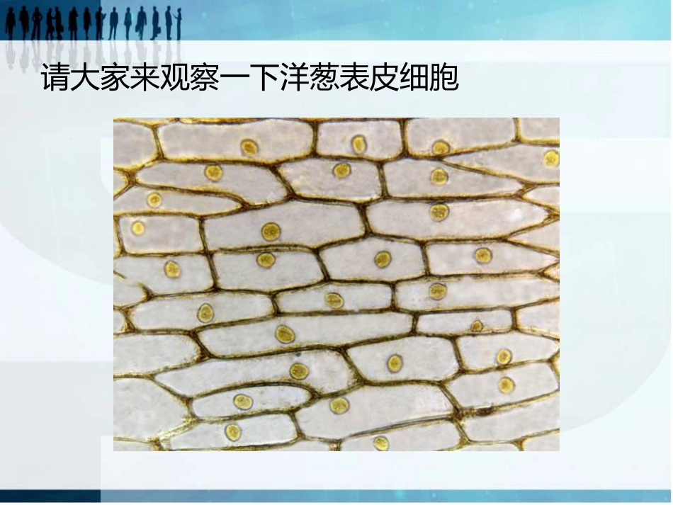 《细胞》PPT课件[青岛版五年级科学下册]_第1页