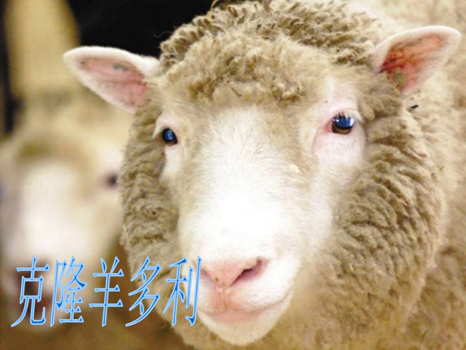 《生物繁殖新技术》PPT课件[青岛版五年级科学下册]_第2页