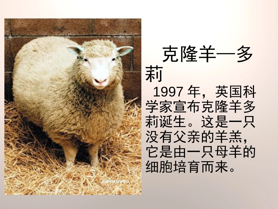 《生物繁殖新技术》PPT课件[青岛版五年级科学下册]_第2页