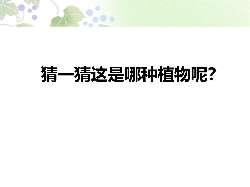 《花儿草儿真美丽》PPT课件[一年级道德与法治下册]_第2页
