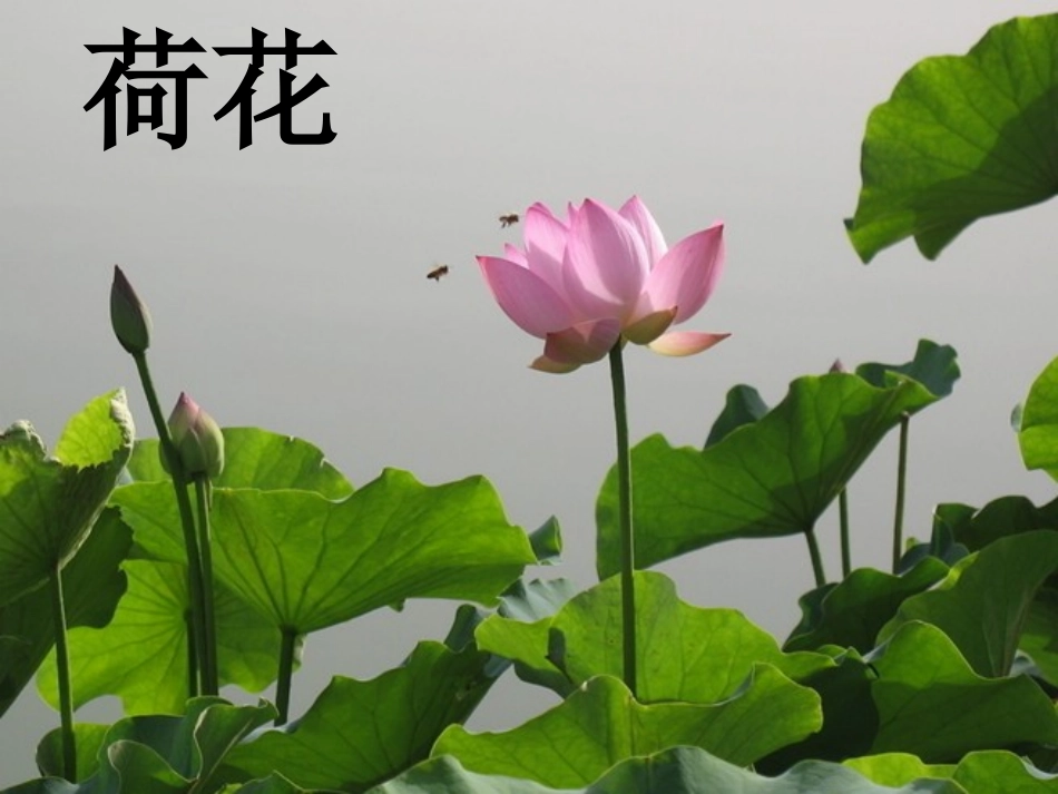 《花儿草儿真美丽》PPT课件[一年级道德与法治下册]_第3页