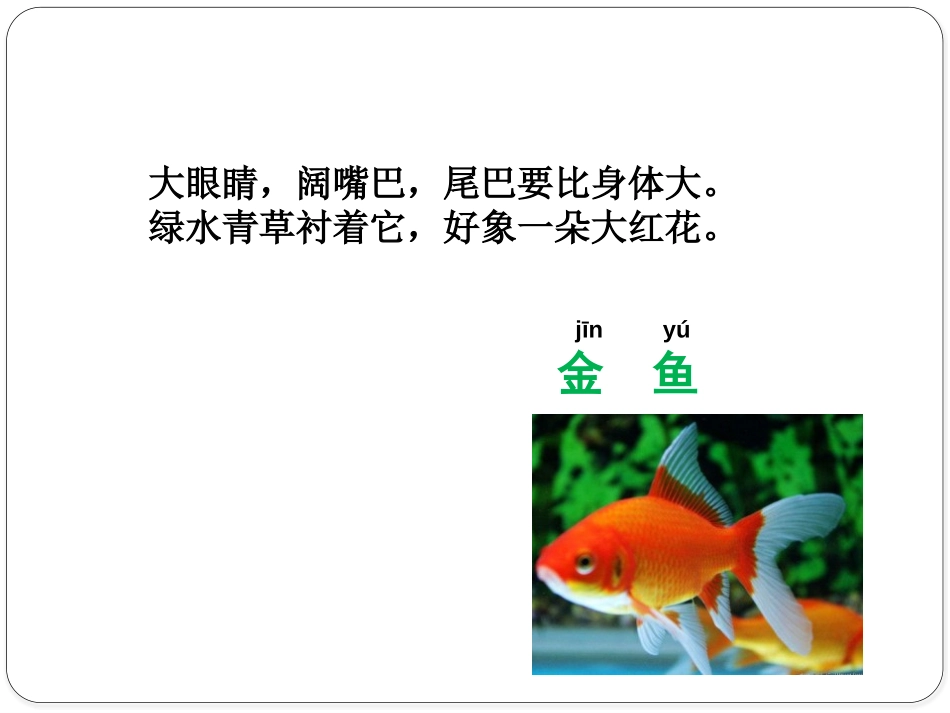 《可爱的动物》PPT课件[一年级道德与法治下册]_第3页