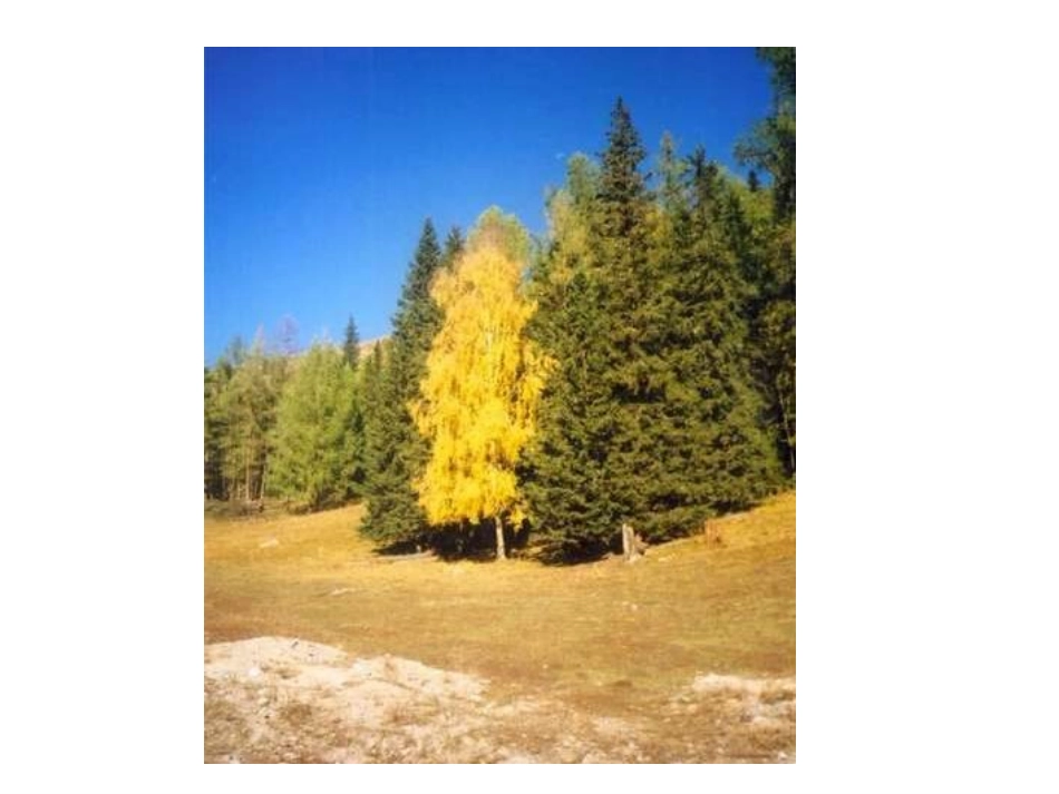 《七月的天山》PPT课件[部编版四年级语文下册]_第3页
