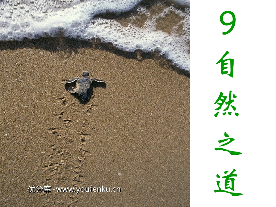 《自然之道》PPT课件[部编版四年级语文下册]_第1页