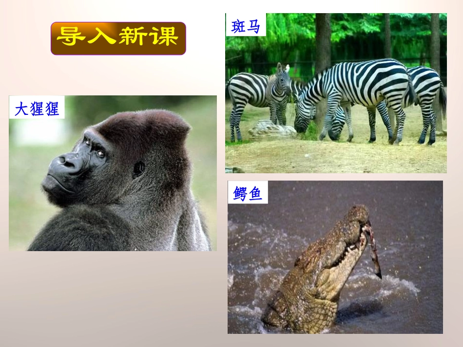 《撒哈拉以南的非洲》PPT课件[商务星球版七年级地理下册]_第2页