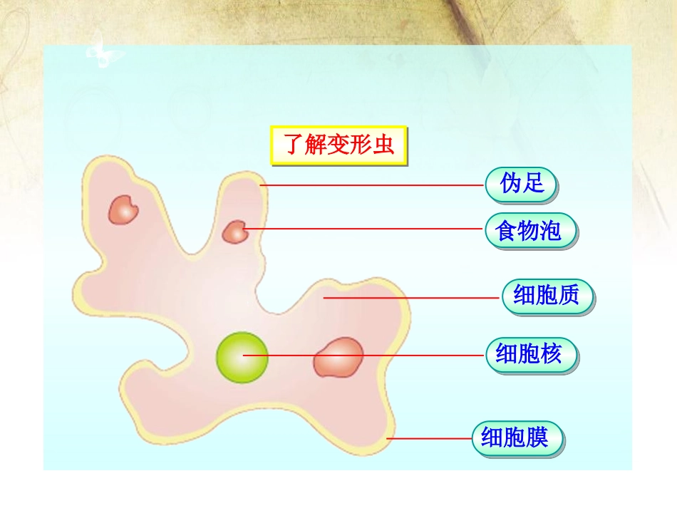 《细胞是生命活动的单位》PPT课件[北师大版七年级生物上册]_第2页