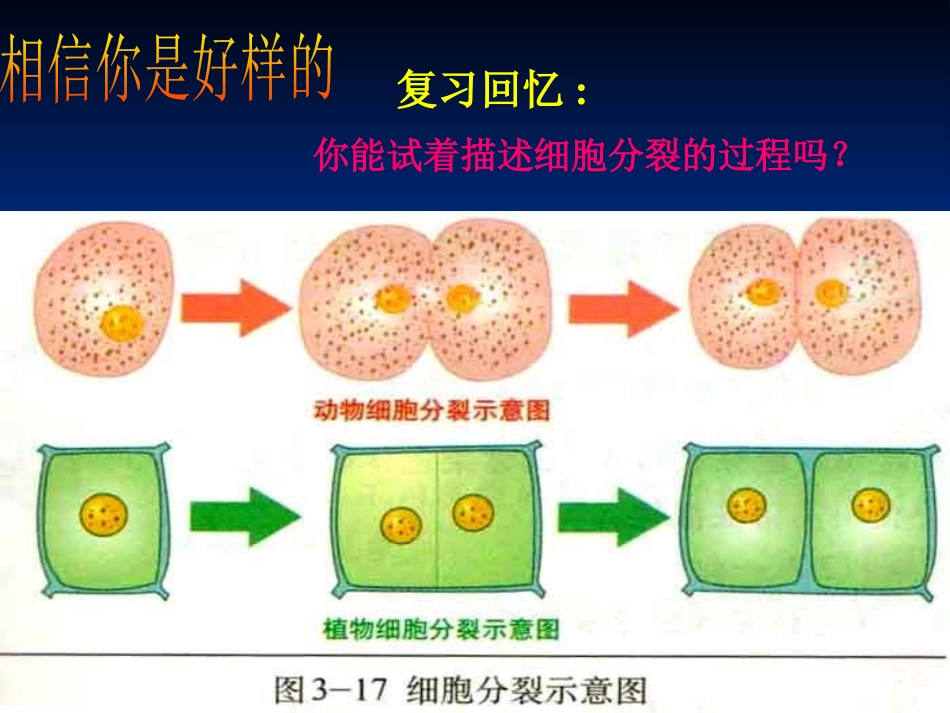 《细胞分化形成组织》PPT课件[北师大版七年级生物上册]_第3页