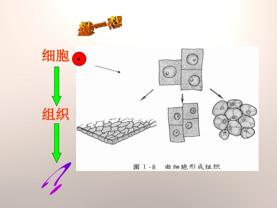 《生物体的器官、系统》PPT课件[北师大版七年级生物上册]_第3页