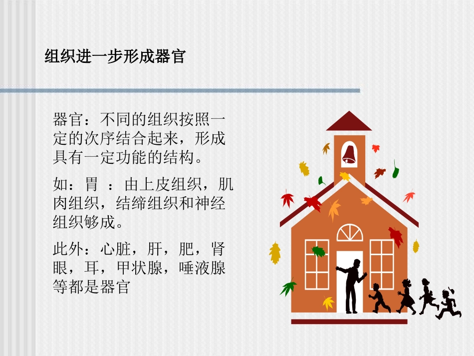 《生物体的器官、系统》PPT课件[北师大版七年级生物上册]_第3页