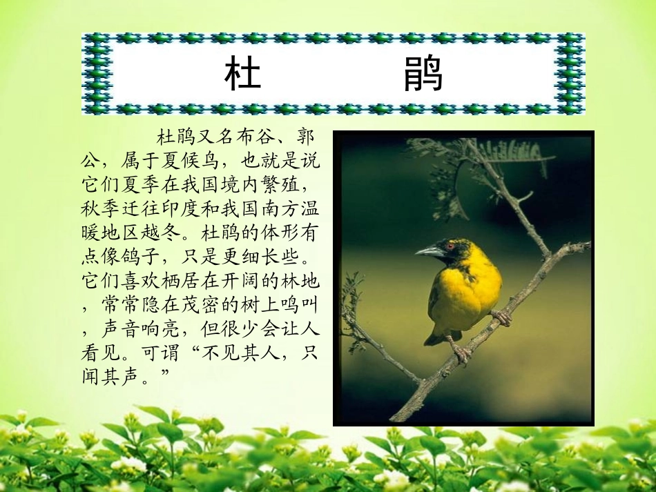 《夜莺的歌声》PPT课件[部编版四年级语文下册]_第3页